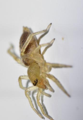 Réf. 298 602 : Clubiona comta